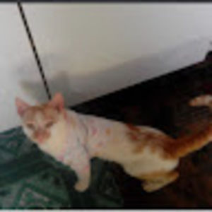 Meet your Posher, Jamal